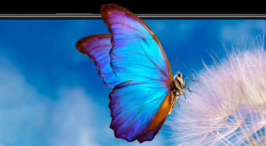 Xiaomi 12T Pro beeldscherm