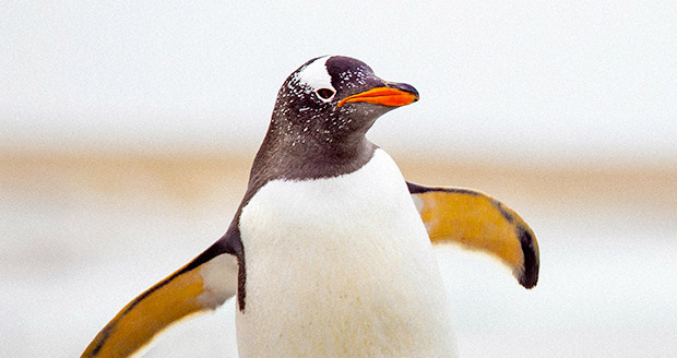 Animal Planet: Penguin Awareness Day Animal Planet: Penguin Awareness Day