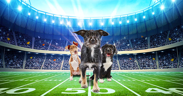 Puppy Bowl XV Puppy Bowl XV